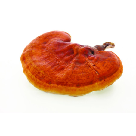 BIO REISHI Extrakt Kapseln